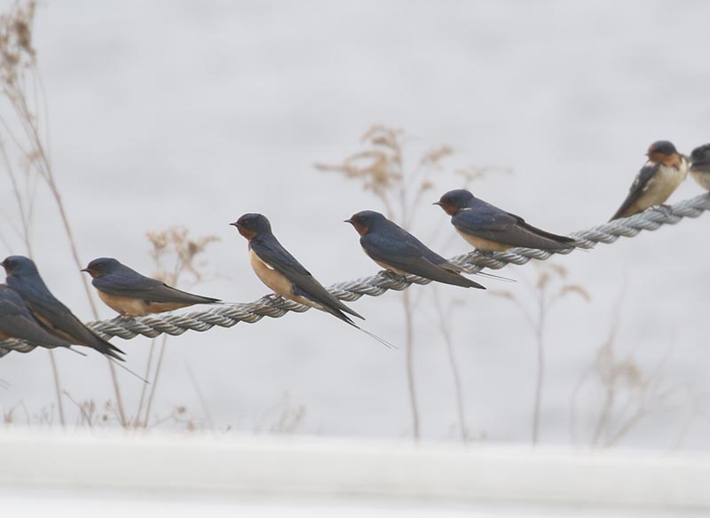 Bird to be identified