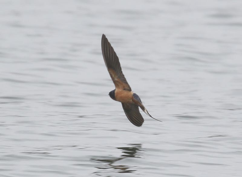 Bird to be identified
