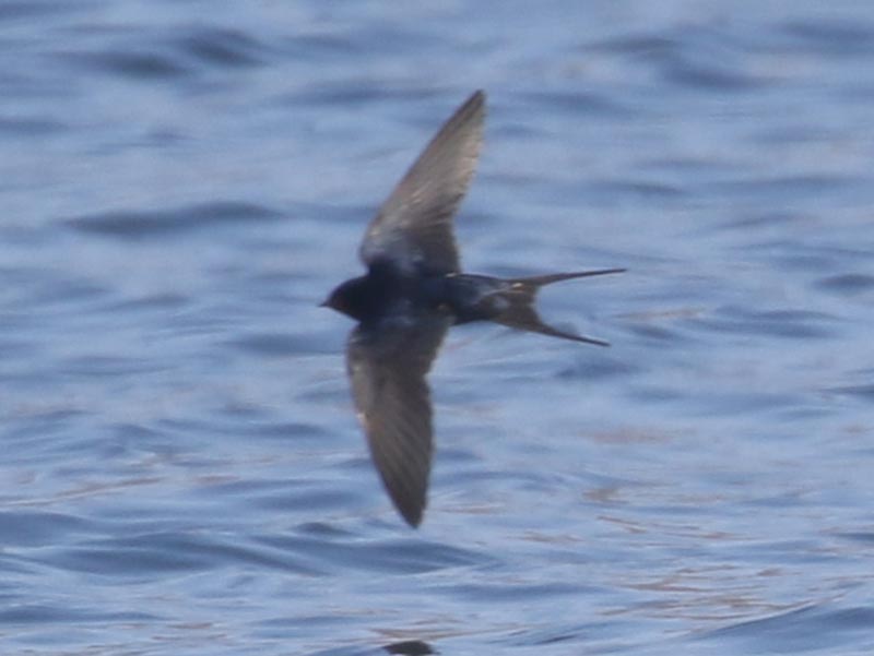 Bird to be identified