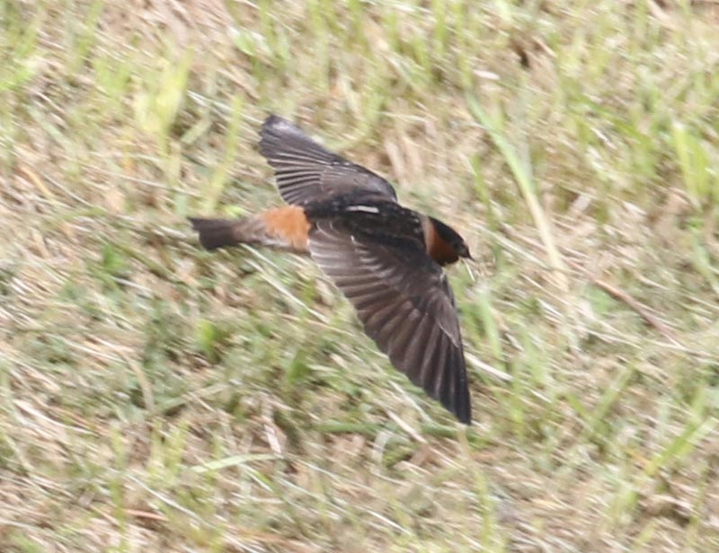 Bird to be identified