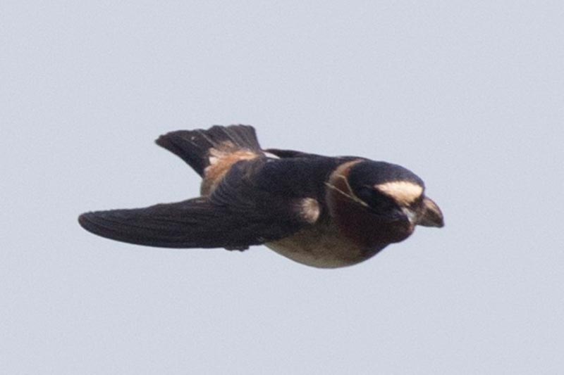 Bird to be identified