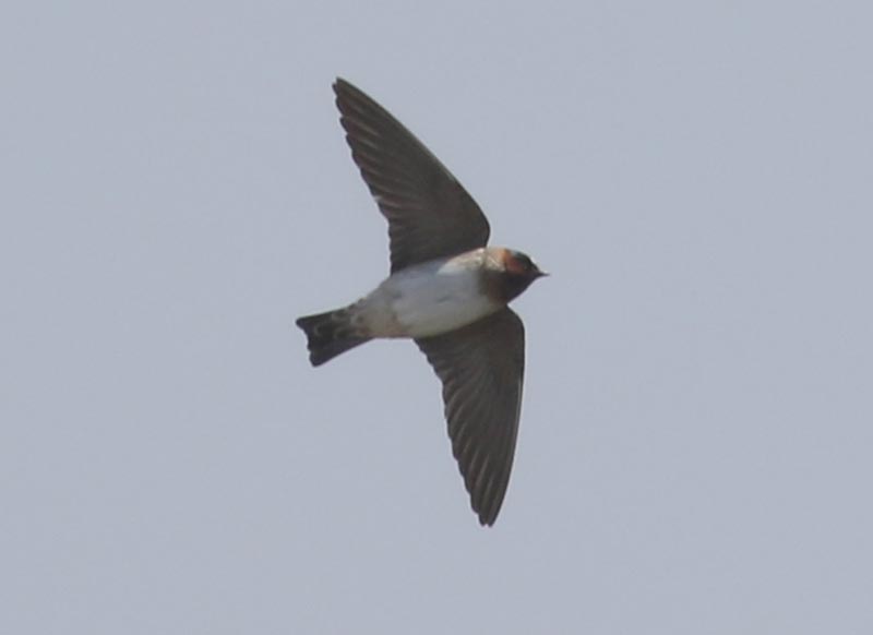 Bird to be identified