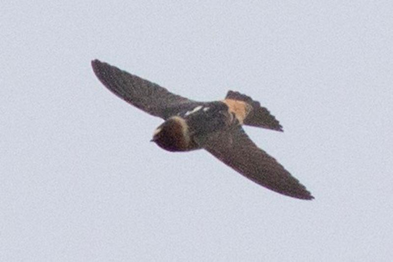 Bird to be identified