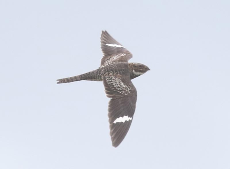 Bird to be identified