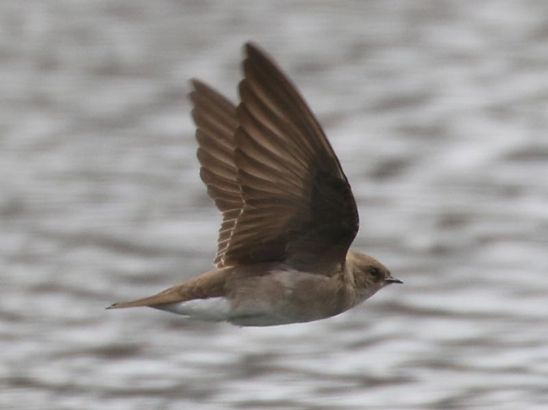 Bird to be identified