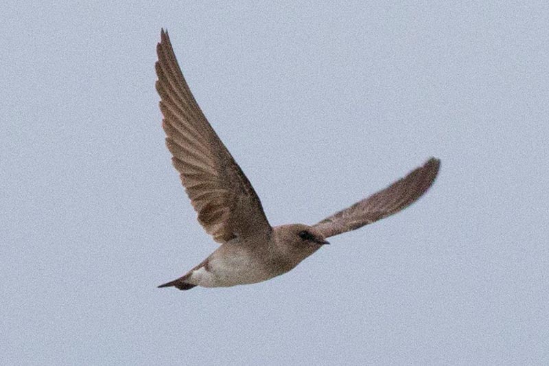 Bird to be identified