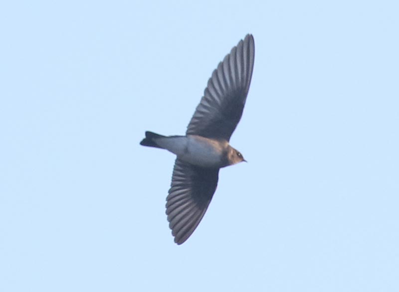 Bird to be identified