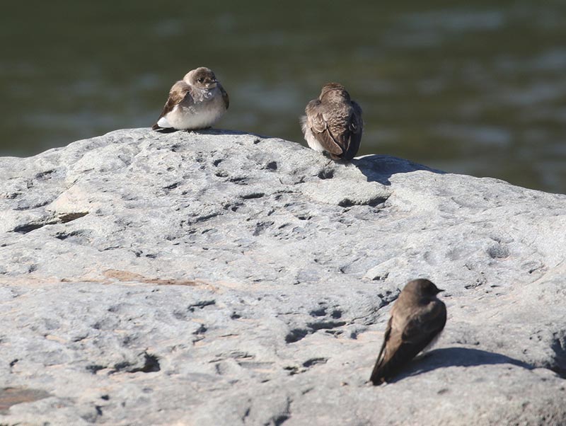 Bird to be identified