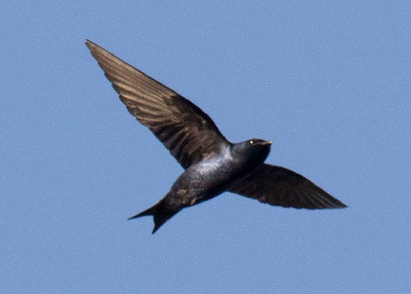 Bird to be identified