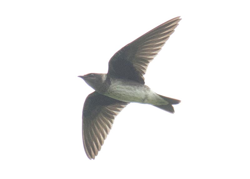 Bird to be identified