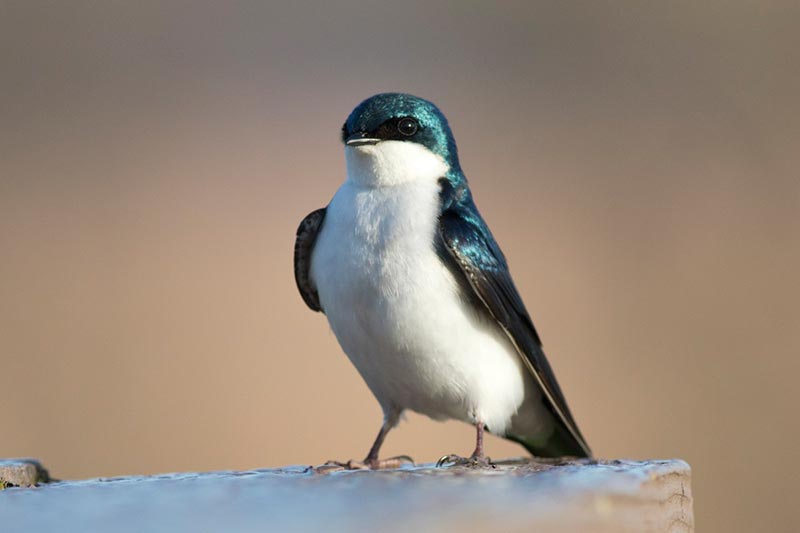 Bird to be identified