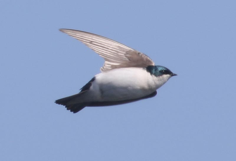 Bird to be identified