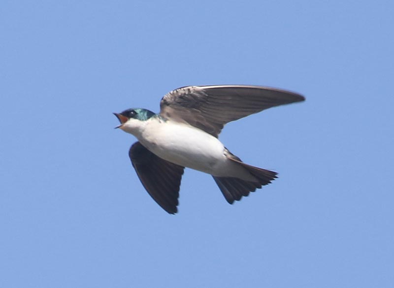 Bird to be identified