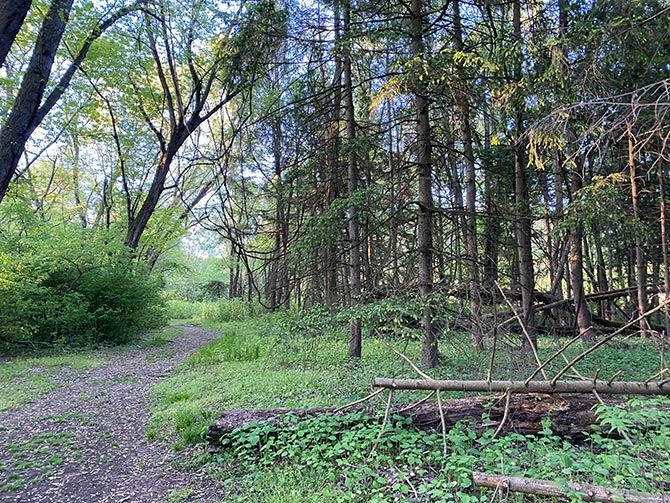 Wooded section at the downstream end of the island