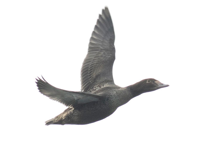 King Eider - 12/4/2016, Rose Valley Lake | &copy; David Brown