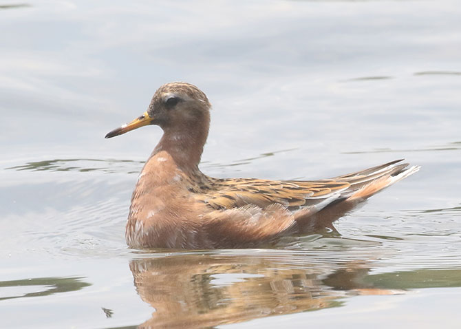 Red Phalarope - 5/25/2020, Rose Valley Lake | &copy; Bobby Brown