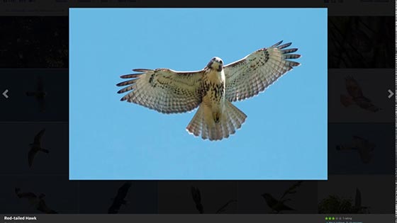 Practicing Raptor Identification on eBird thumbnail