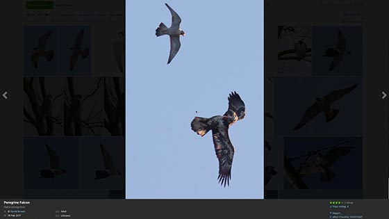 Hawk Watch Job Interview Tips thumbnail