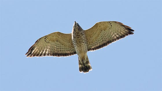 Life as a Professional Hawk Counter preview image