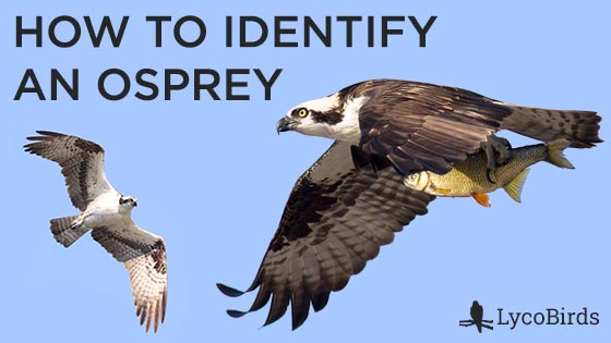 How to Identify an Osprey