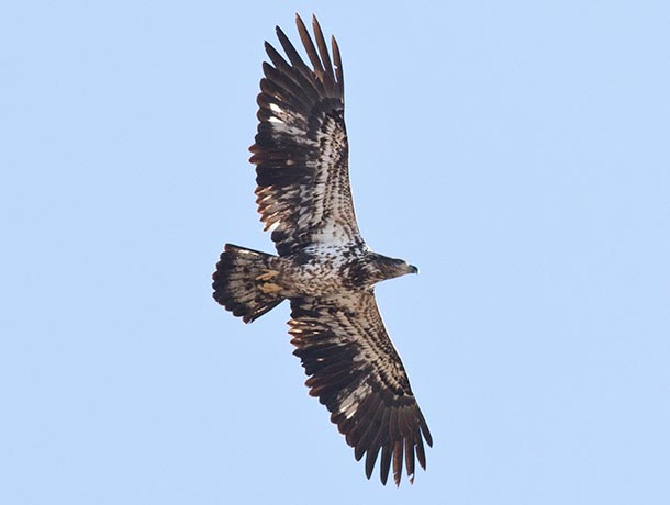Immature Bald Eagle in flight