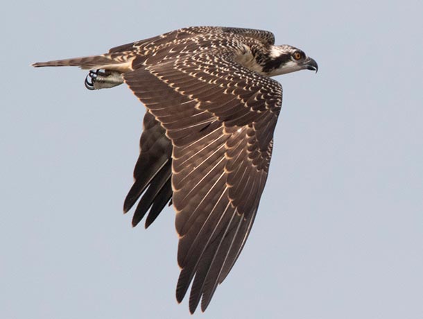 Juvenile Osprey in flight showing upperside