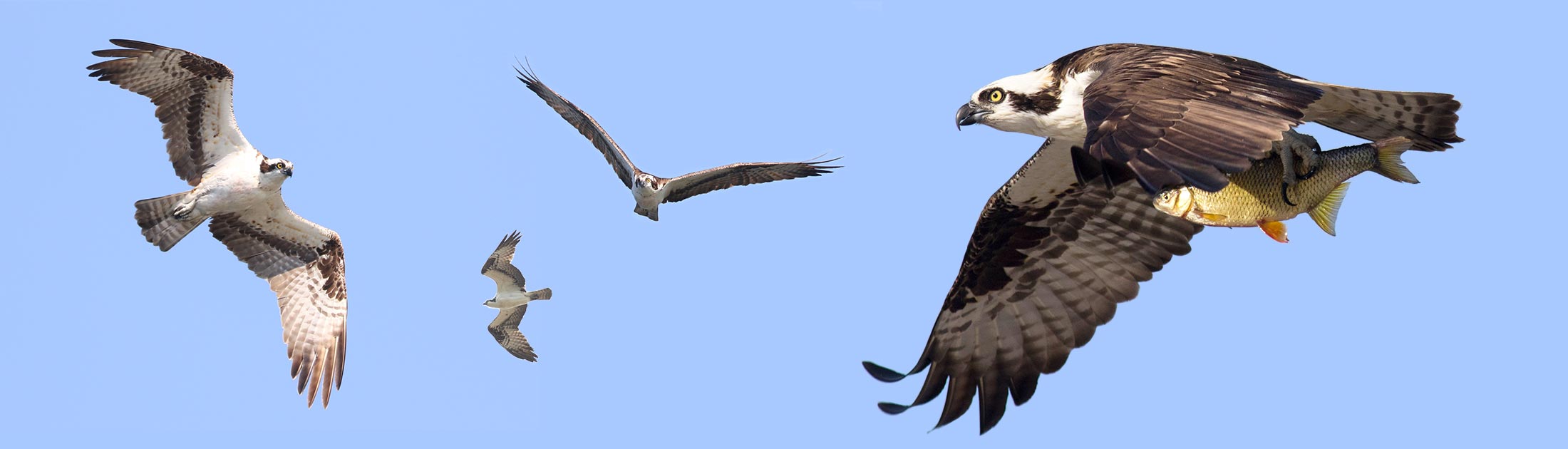 How to Identify an Osprey