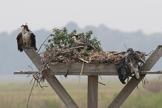 Osprey nest platform &copy; David Brown
