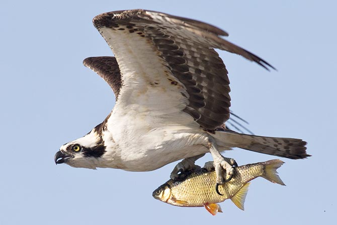 Osprey carrying a fish &copy; David Brown