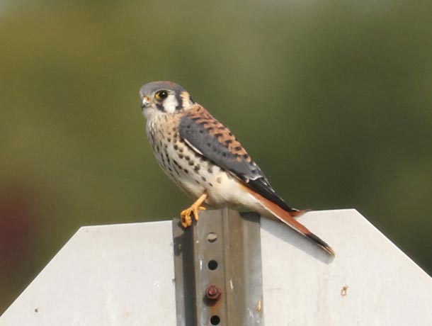American Kestrel