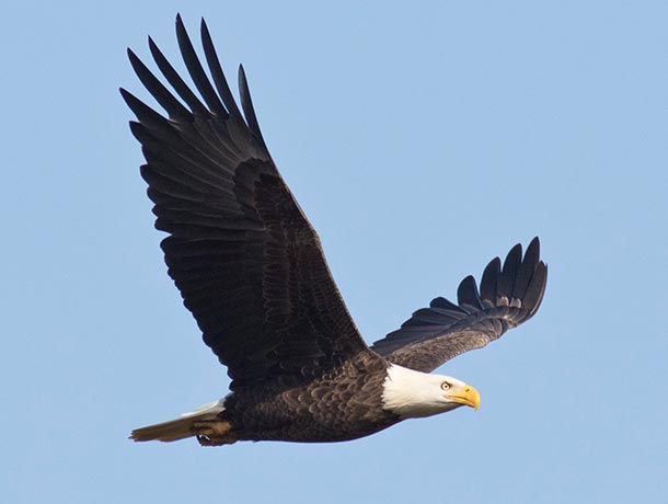 Bald Eagle