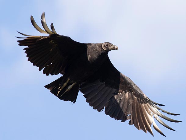 Black Vulture