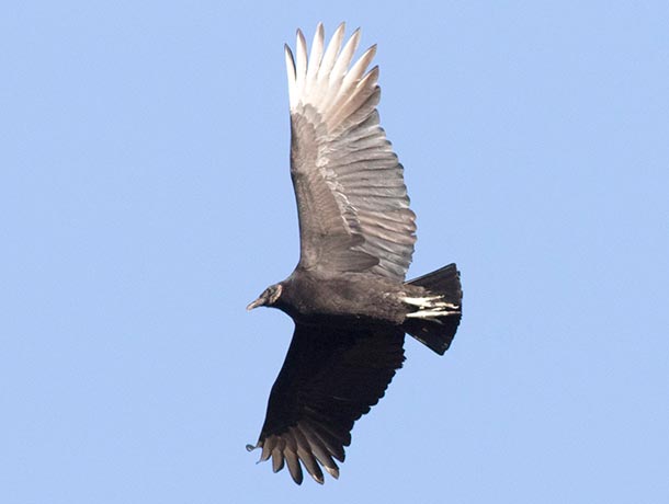 Black Vulture