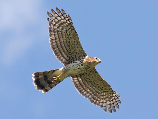Cooper's Hawk