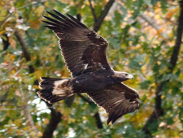 Golden Eagle