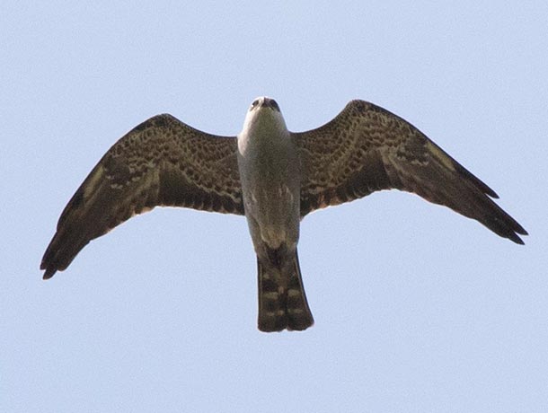 Mississippi Kite
