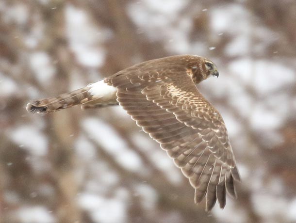 Northern Harrier