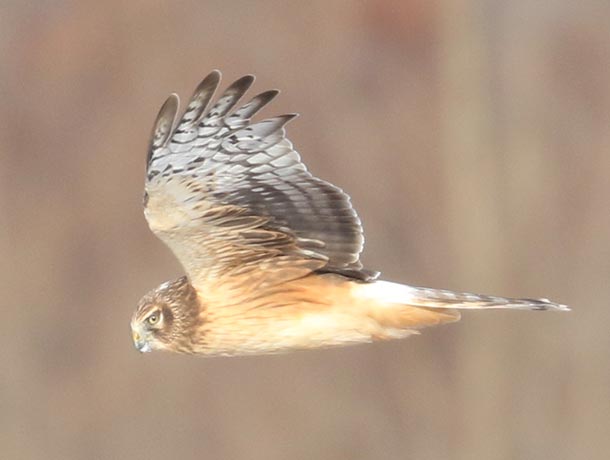 Northern Harrier