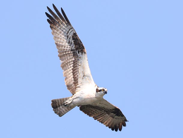 Osprey