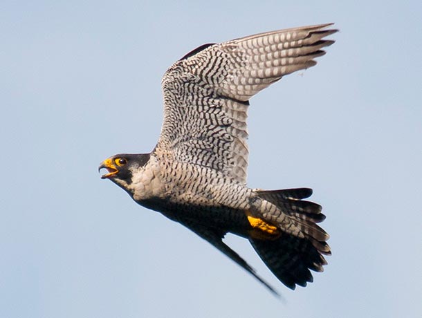 Peregrine Falcon