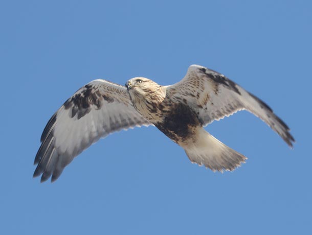 Rough-legged Hawk