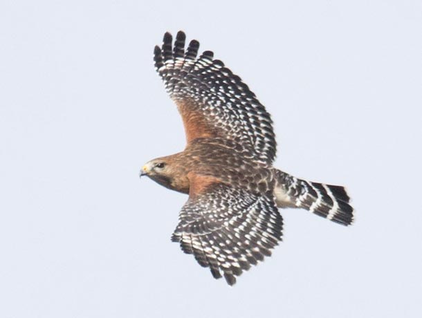 Red-shouldered Hawk