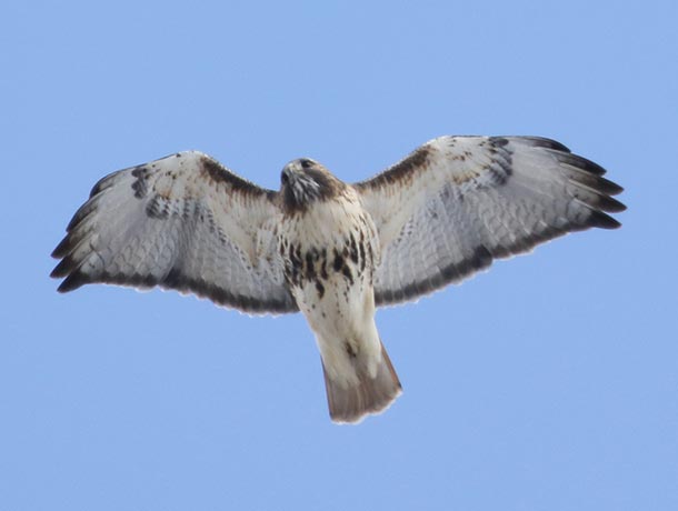 Red-tailed Hawk