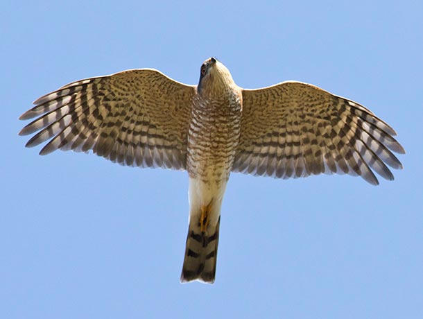 Sharp-shinned Hawk