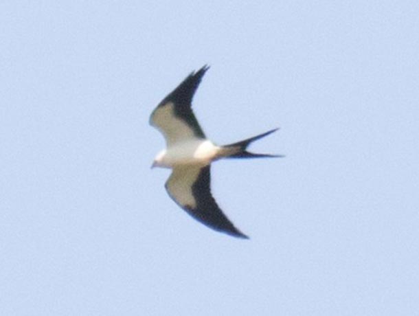 Swallow-tailed Kite