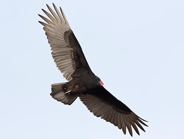 Turkey Vulture