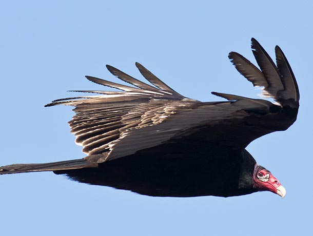 Turkey Vulture