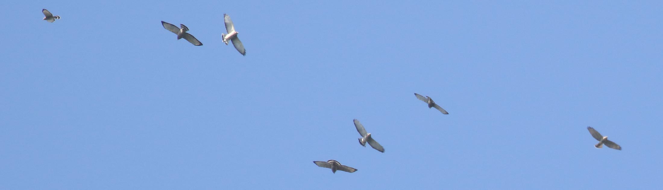 Guide to Hawk Watching and Raptor Identification