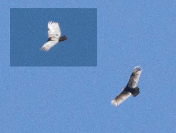 A mostly white Turkey Vulture