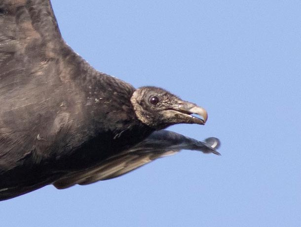 The heads are gray on all ages of Black Vulture
